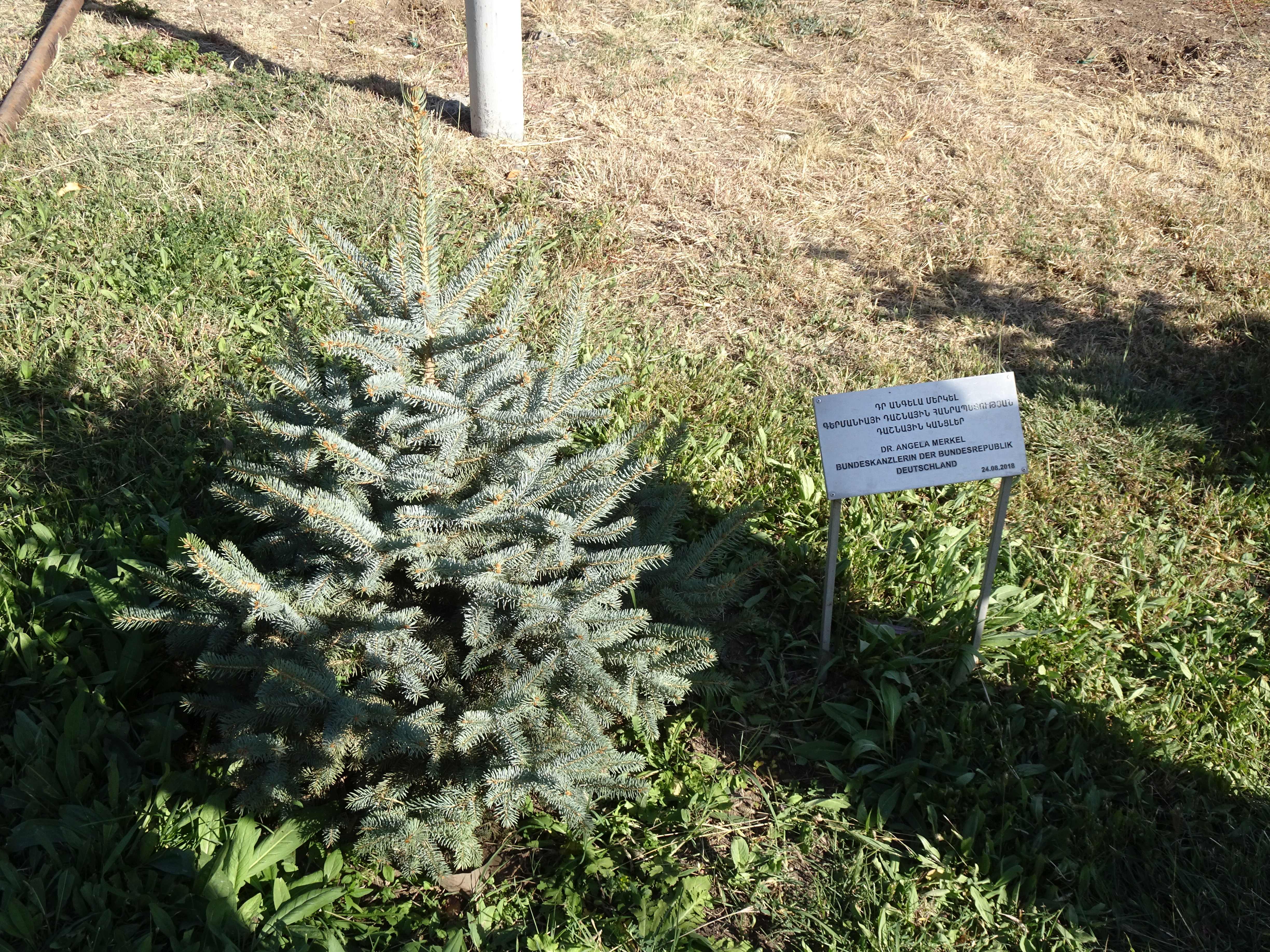 Genozid-Mahnmal: Staaten der Welt pflanzen Tannen zum Gedenken, hier der deutsche Beitrag