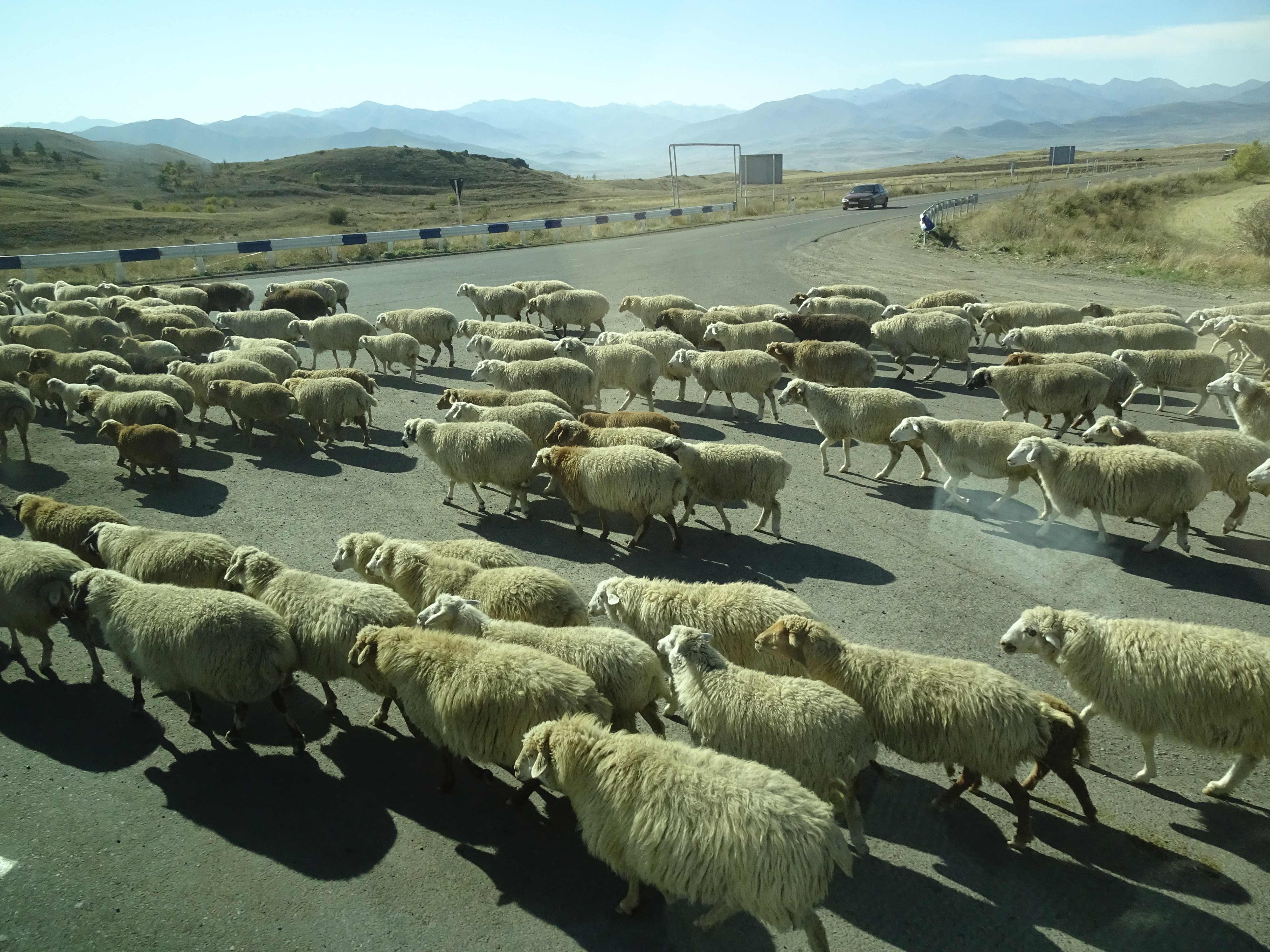 Schafherden sind ständige Begleiter, oder auch Hindernisse....