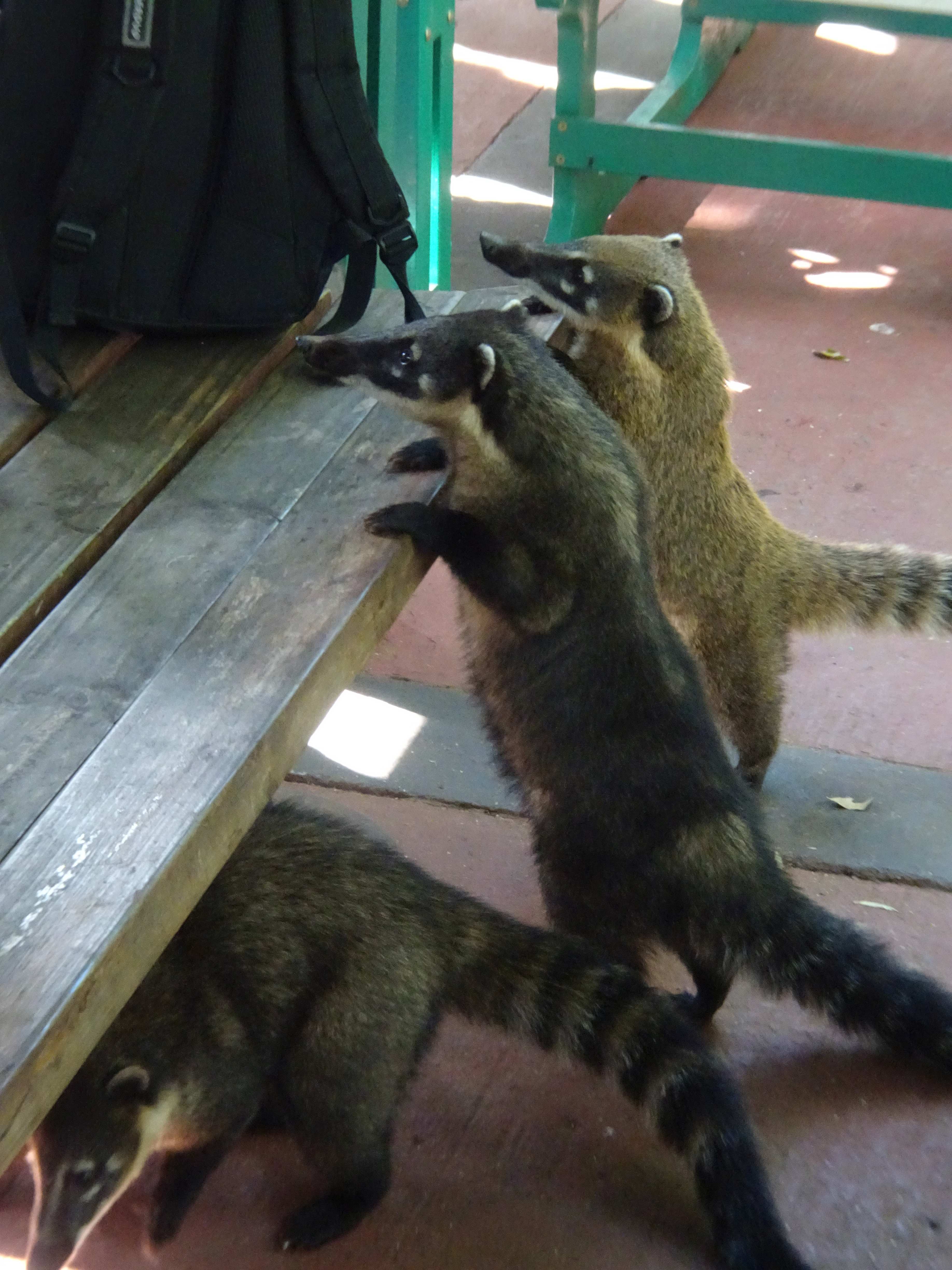 Nasenbären, niedlich anzusehen, aber etwas lästig...