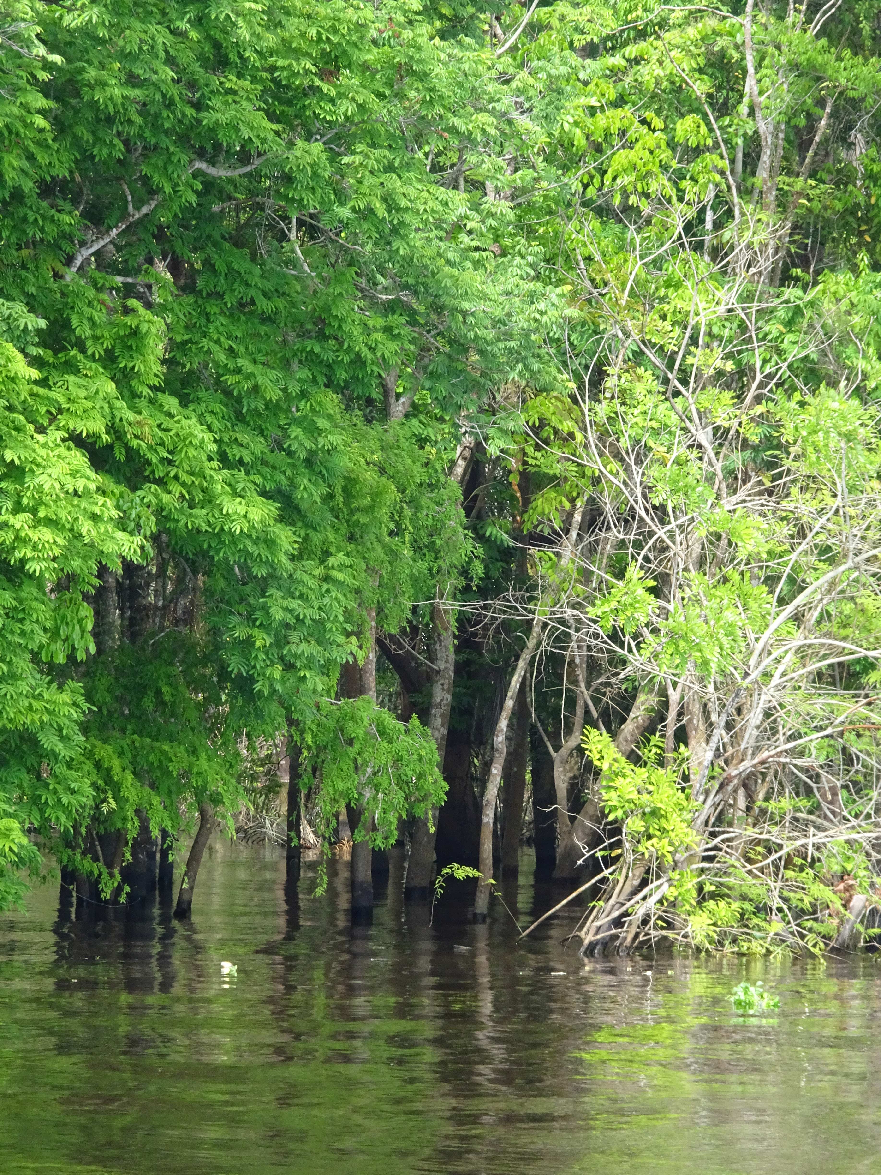 Mit dem Boot in die Seitenarme des Rio Negro