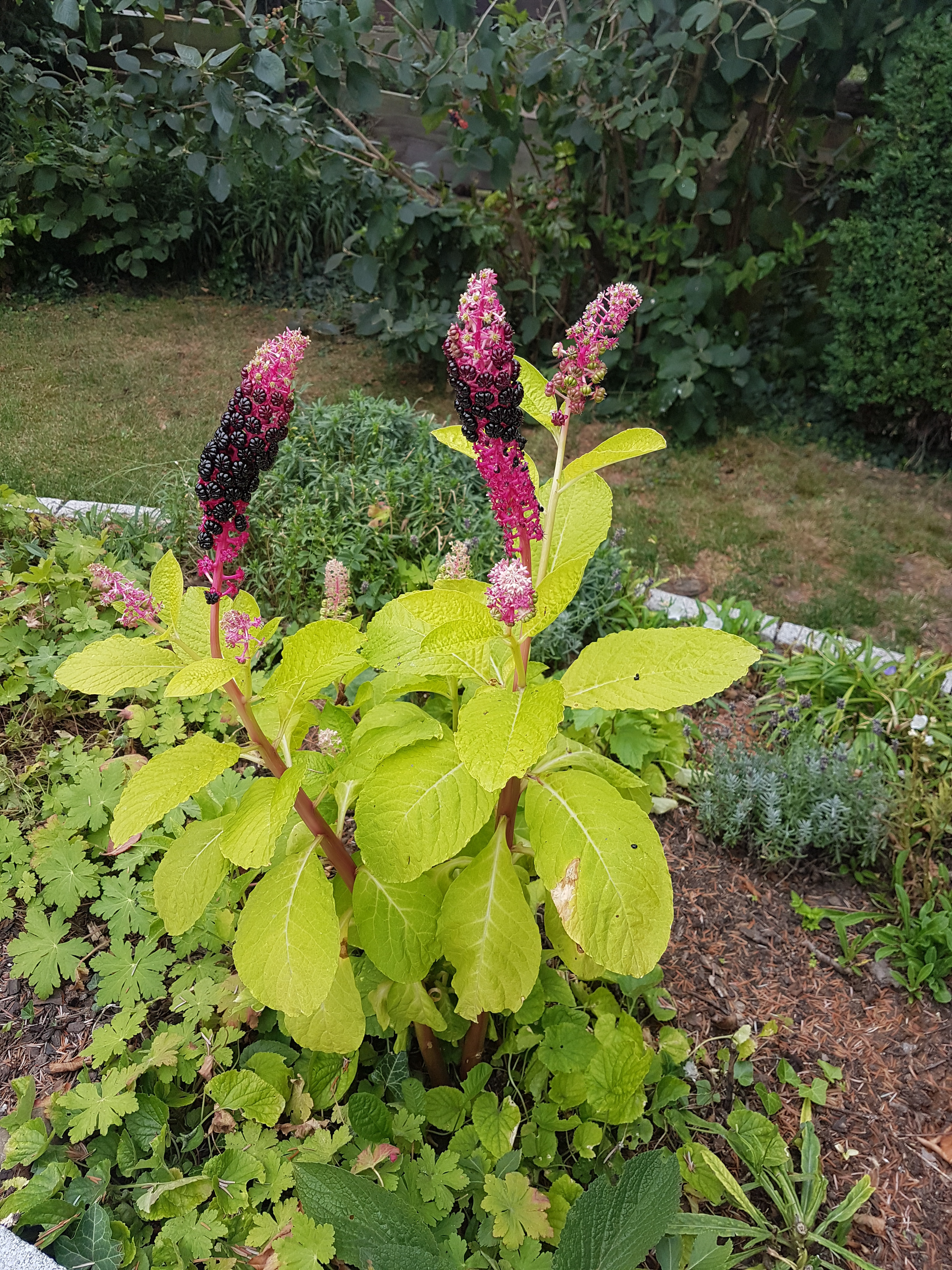 Corona lässt uns noch mehr die Freuden unseres Gartens wertschätzen...
