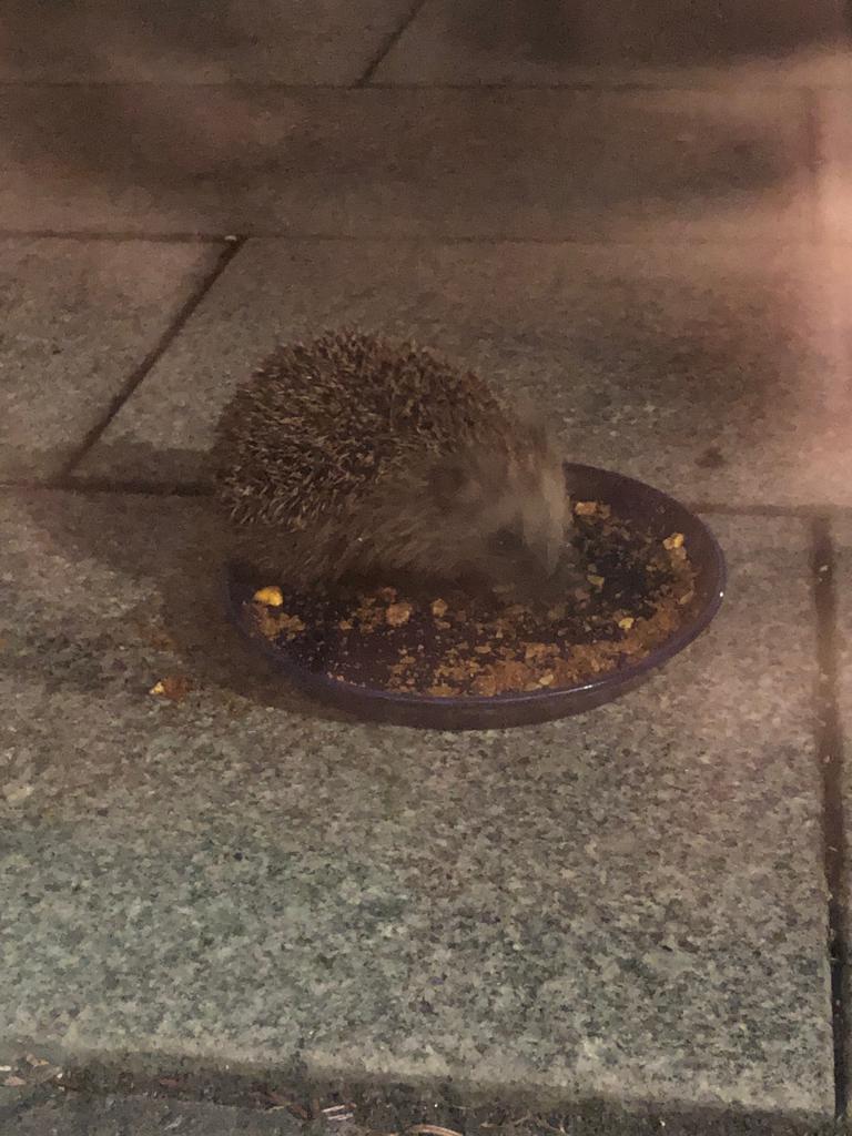 "Du bist verantwortlich für das, was du dir vertraut gemacht hast", sagt der kleine Prinz. Ab jetzt werden die vier Igel im Garten regelmäßig zugefüttert.