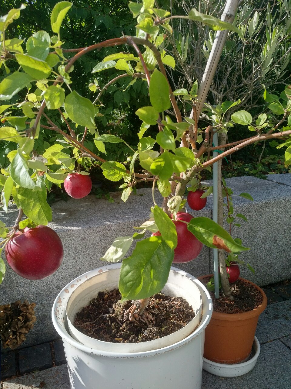 Das Geschenk der letzten Klasse von Winfried trägt reiche Frucht.