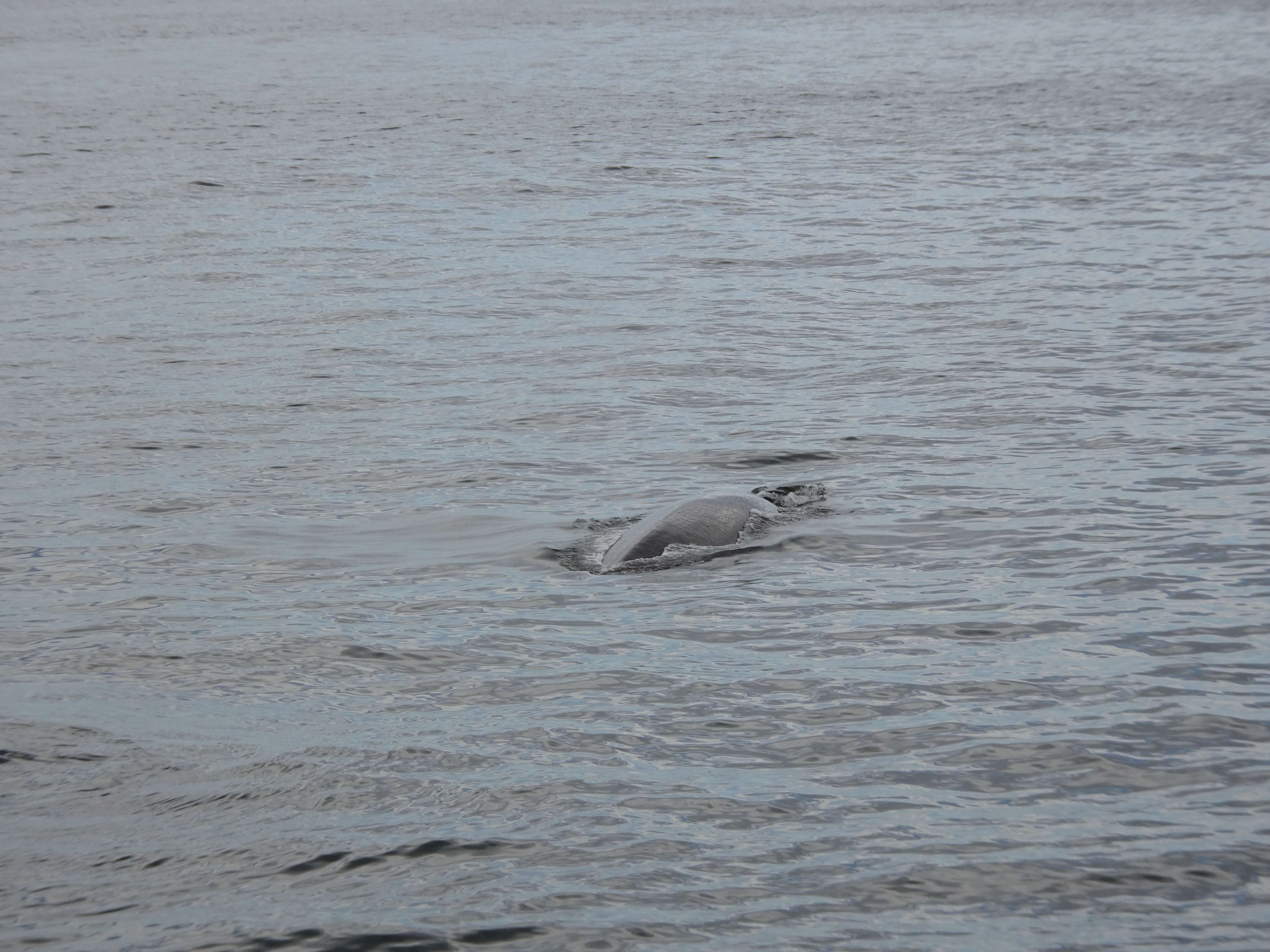 ....ist berühmt für's whale watching. Motto: ein schöner Rücken kann auch entzücken...