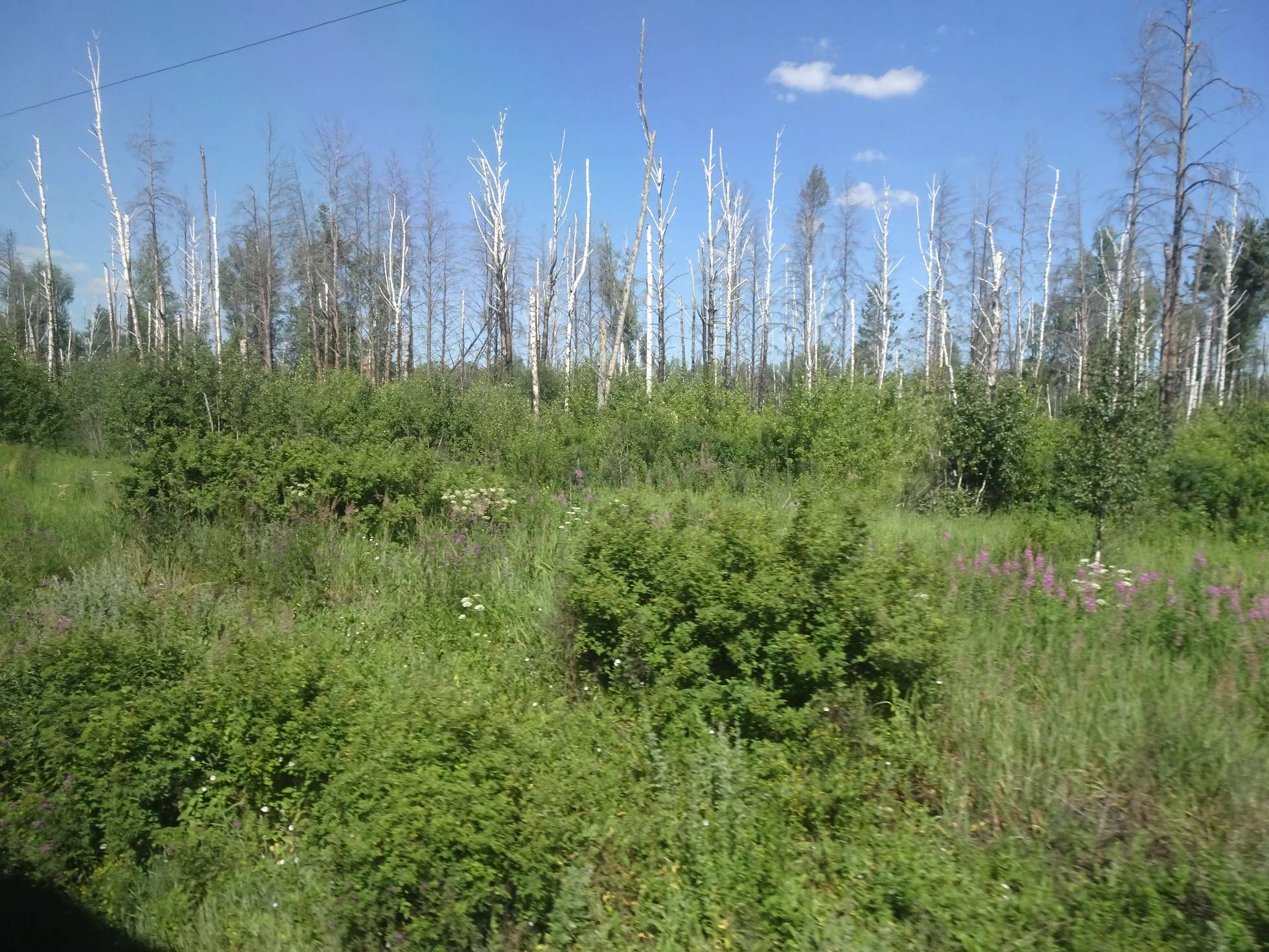 Birkenwälder im Überfluss....